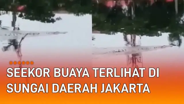 Seekor buaya terlihat sedang berenang di permukaan sungai mengundang perhatian