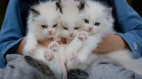 Survei: Mengenal Karakteristik dan Sifat Kucing Melalui Warna Bulunya (dok. Pexels/ Peng Louis/ Brigitta Valencia Bellion)