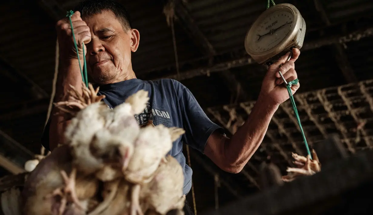 Seorang pria membawa ayam untuk ditimbang sebelum pengiriman di sebuah peternakan unggas, Jakarta pada 4 April 2026. Harga sejumlah komoditas pangan masih menunjukkan tren tinggi. (YASUYOSHI CHIBA/AFP)