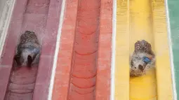 Pengunjung berseluncur saat berenang di Siam Amazing Park, Bangkok, Thailand, Rabu (17/6/2020). Keseharian warga Bangkok berangsur normal setelah pemerintah terus melonggarkan pembatasan terkait pandemi virus corona COVID-19. (AP Photo/Sakchai Lalit)