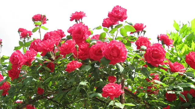 Foto: copyright hdw.eweb4 com