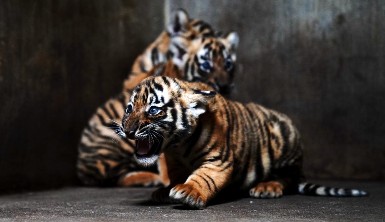 Anak-anak harimau China Selatan terlihat di Kebun Binatang Shanghai di Shanghai, China timur (28/8/2020). Kebun Binatang Shanghai meluncurkan kampanye publik untuk memberikan nama kepada keempat anak harimau betina yang lahir pada 4 Juli 2020 tersebut. (Xinhua/Zhang Jiansong)