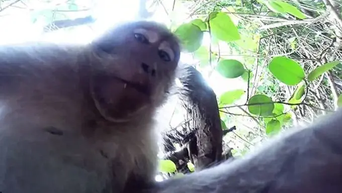 Foto: Copyright DailyMail.co.uk