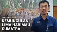 Lima Harimau Sumatra Terekam Minum di Penampungan Air Way Kambas