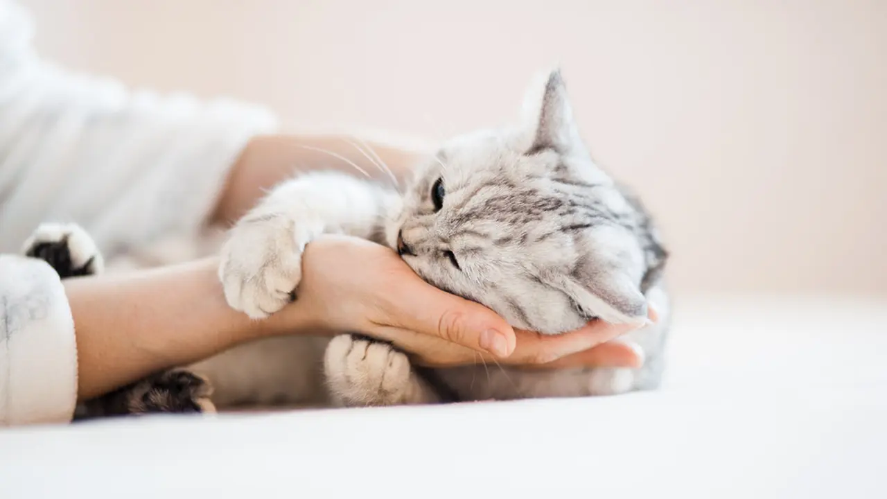Bikin Gemas, Nyatanya Ada 4 Penyebab Kucing Suka Memiringkan Kepalanya
