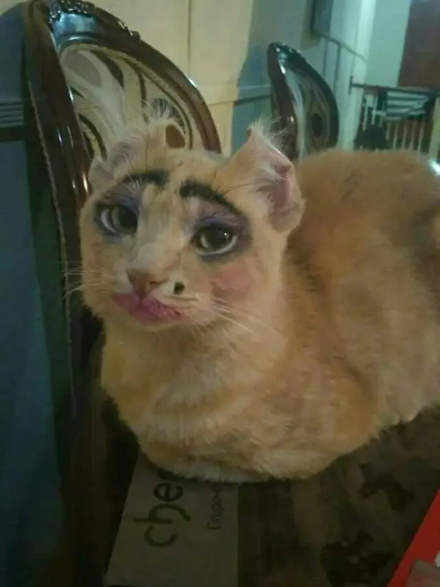 6 Kucing Pakai Makeup Biar Terlihat Cantik Ini Kocak, Ada yang Menor Banget