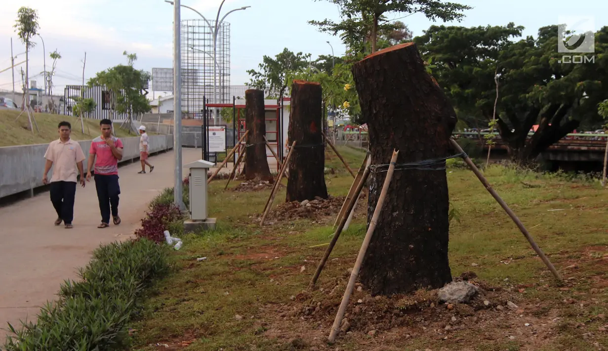 Warga melintas di samping pohon-pohon Sudirman yang dipindah ke kawasan RTH Kalijodo, Jakarta Utara, Kamis (15/3). Sebanyak delapan pohon jenis mahoni di Sudirman telah dipindahkan ke Taman Kalijodo. (Liputan6.com/Arya Manggala)