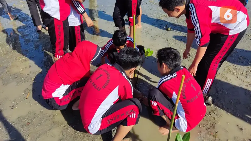 penanaman mangrove di Pesisir Teluk Palu