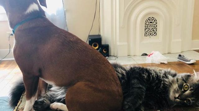 Tidak Sopan, 6 Potret Ini Tunjukkan Hewan Peliharaan Juga Perlu Dididik