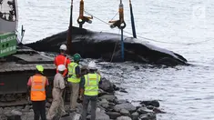 Anggota asosiasi 'Globice' yang bertugas khusus dalam perlindungan hewan laut menggunakan alat berat mengevakuasi seekor paus yang terdampar di perairan dangkal Grande Chaloupe, di Reunion, Prancis (29/10). (AFP Photo/Richard Bouhet)