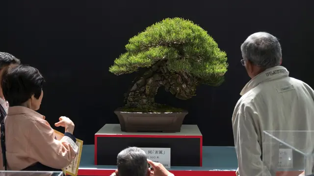 Pameran Bonsai Dunia Kembali Digelar di Jepang-AFP-20170429
