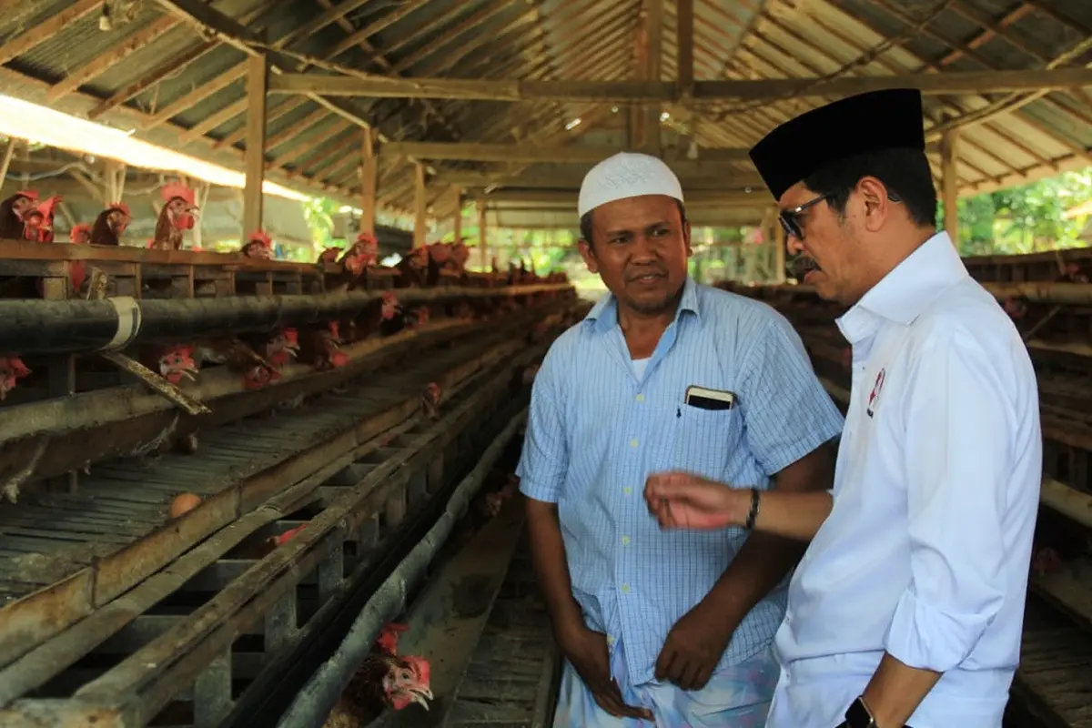 Cagub Sulsel, Ichsan Yasin Limpo Kunjungi Peternak Ayam Petelur di Kabupaten Sidrap, Sulsel (Liputan6.com/ Eka Hakim)