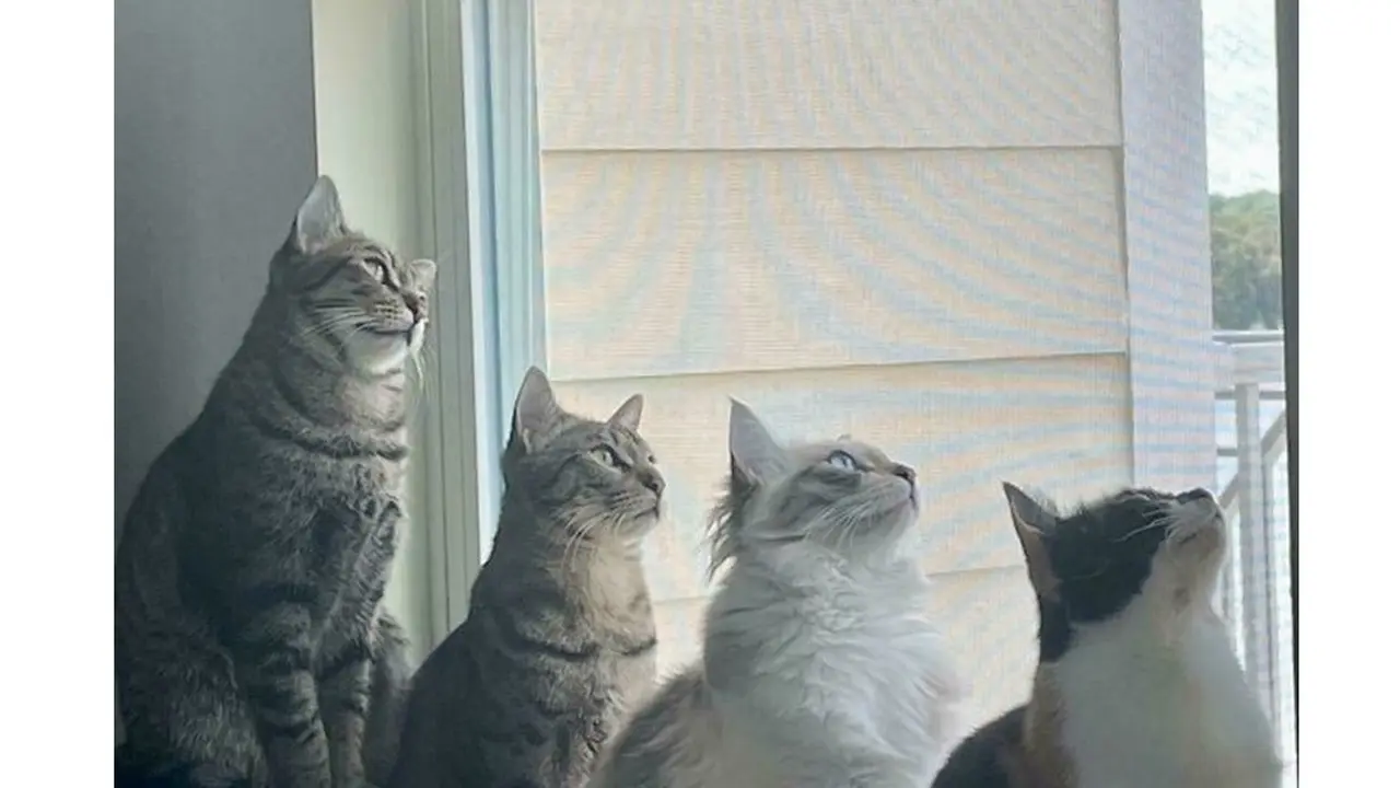 6 Potret Geng Kucing Lagi Kepo Tetangga, Kompak Melongok Pintu dan Jendela