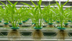 Ilustrasi Tanaman Kangkung di Air. (Foto: Gemini AI)