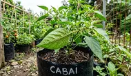 Cara Menghilangkan Kutu Daun Cabe agar Tanaman Kembali Sehat dan Subur