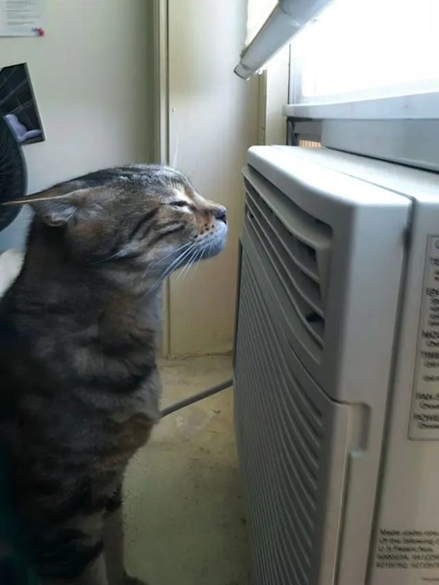 8 Cara Kucing dan Anjing Hindari Hawa Panas Ini Bikin Geleng Kepala
