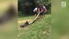 Rekaman penyelamatan seekor anjing yang dililit seekor anakonda.