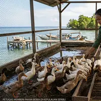 Inovasi Kandang Bebek, Ubah Sampah Organik jadi Pakan Ternak di Kepulauan Seribu