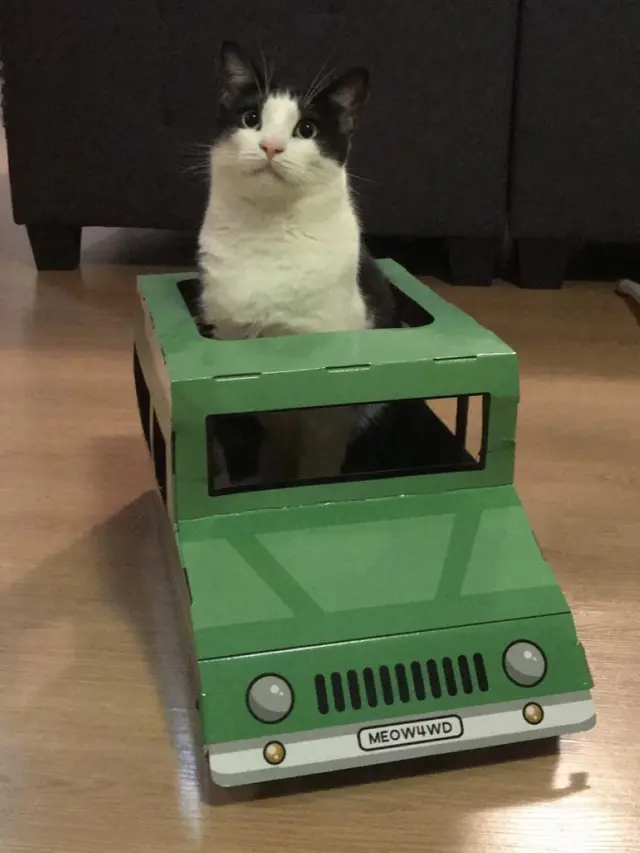 7 Momen Lucu Kucing Naik Mobil Mainan, Ekspresinya Bikin Gemas