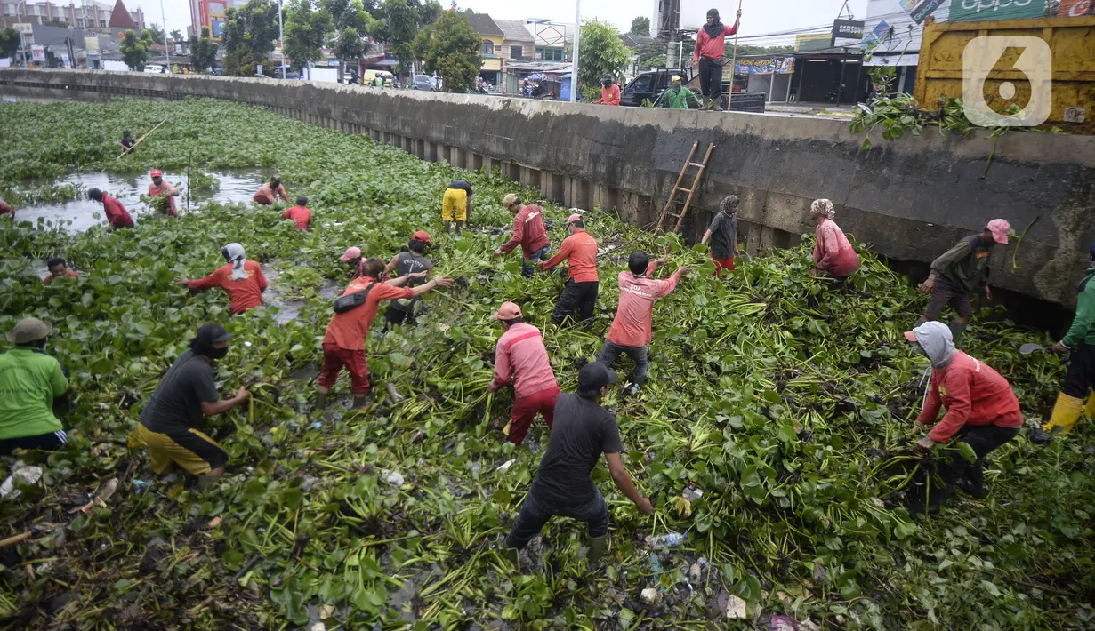 Pekerja dari Dinas Pekerjaan Umum (PU) Kota Tangerang Selatan melakukan pengangkatan eceng gondok di Situ Pamulang, Tangerang Selatan, Banten, Senin (2/11/2020). Eceng gondok yang tumbuh liar hampir menutupi Situ Pamulang mulai dibersihkan. (merdeka.com/Dwi Narwoko)