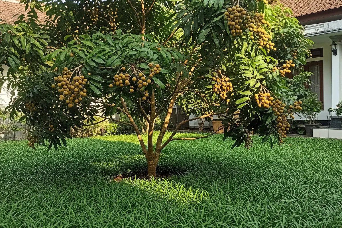 Pohon Buah yang Cocok untuk Halaman Rumah dengan Rumput Gajah Mini (Image by gemini AI)