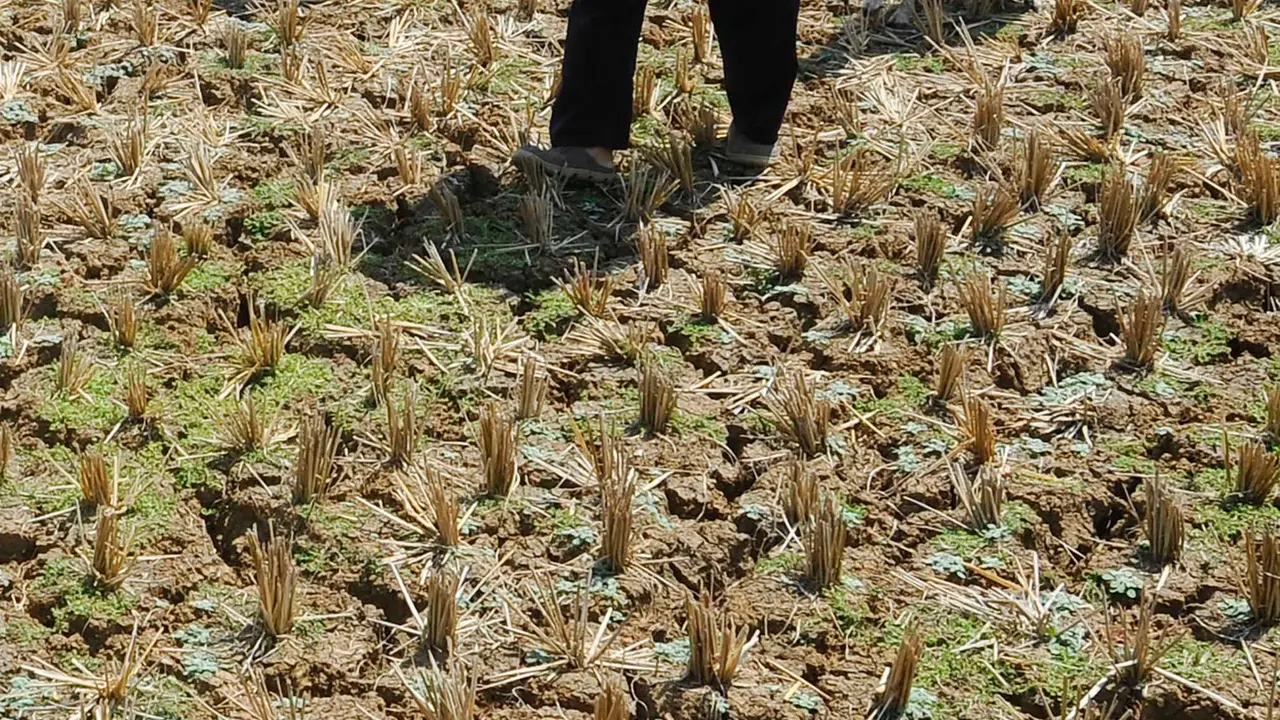 Fenomena El Nino kini tengah menjadi perbincangan. Sebab, El Nino disebut menjadi salah satu penyebab melambungnya harga bahan pangan saat ini.