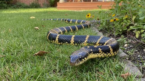 Ular Cincin Emas di Halaman Rumah