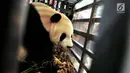 Seekor panda China berada di dalam kandang saat tiba di Terminal Kargo, Bandara Soekarno-Hatta, Tangerang, Kamis (28/9). Panda bernama Cai Tao (jantan) dan Hu Chun (betina) itu didatangkan dengan pesawat kargo Garuda Indonesia. (Liputan6.com/Helmi Afandi)