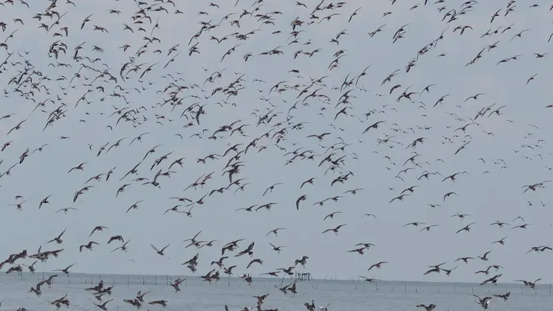 Burung Migran Jambi