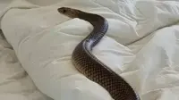 8 Cara Aman Mengusir Ular yang Masuk ke Kamar Tidur Tanpa Panik dan Tanpa Melukai