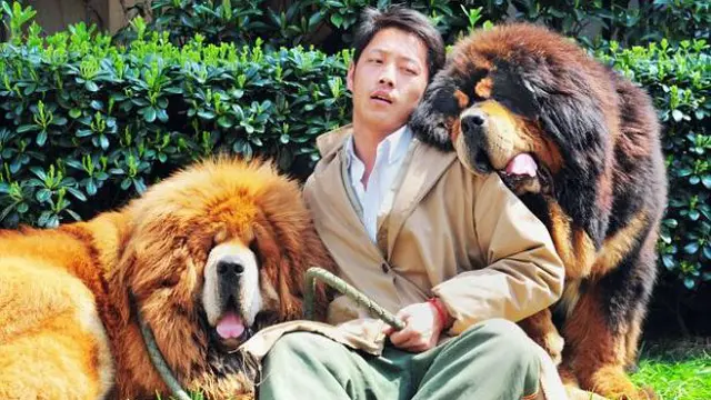 Serial anjing Tibet 2
