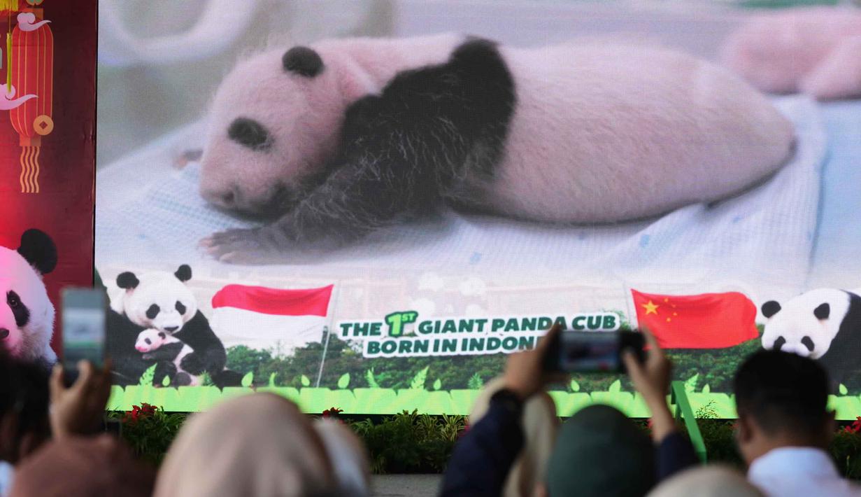 Bayi panda jantan ini dilaporkan dalam kondisi sehat dan stabil dengan berat badan yang terus meningkat secara signifikan. Tampak gambar Satrio Wiratama, yang dijuluki 'Rio', anak panda raksasa pertama yang lahir di Indonesia, ditampilkan pada layar monitor selama konferensi pers di Taman Safari Indonesia, Bogor, Jawa Barat, Selasa 6 Januari 2026. (AP Photo/Dita Alangkara)