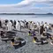 Penguin di Chile Pakai Rompi Khusus untuk Percepat Penyembuhan