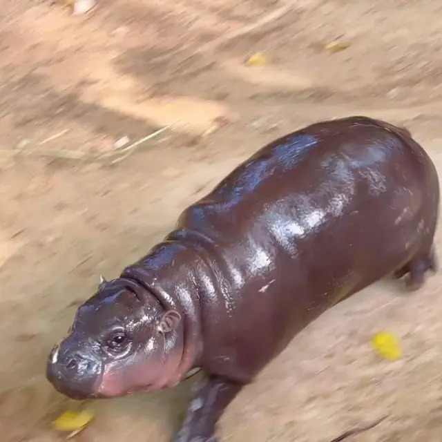 Kebun Binatang Khao Kheow Selidiki Drama Penyusup Larut Malam
