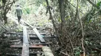 Kayu Pembalak Liar Lalu Lalang di Pintu Masuk Hutan Satu-Satunya