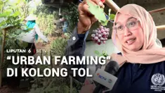 Lahan terbengkalai di bawah beton jalan tol Becakayu, Jakarta Timur, kini disulap menjadi area pertanian perkotaan atau urban farming. Ada beragam jenis sayur dan buah yang telah memberikan hasil panen bagi warga.