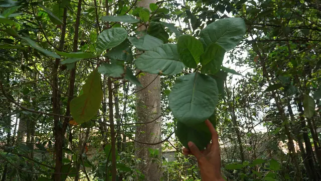 Cagar Alam Junghuhn
