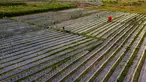 Lahan pertanian bawang merah dan cabai yang dibudidayakan di lahan bekas timbunan lumpur di Meurah Dua, Kabupaten Pidie, Aceh, Jumat , 17 Juli 2026. (AFP/ Chaideer Mahyuddin)