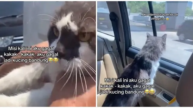 Viral Kucing Terbawa Mobil Kurir Paket Hingga Bandung, Bikin Geleng Kepala