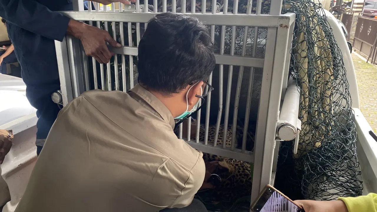 Polisi evakuasi Macan Tutul yang Masuk Rumah Warga Kabupaten Bandung