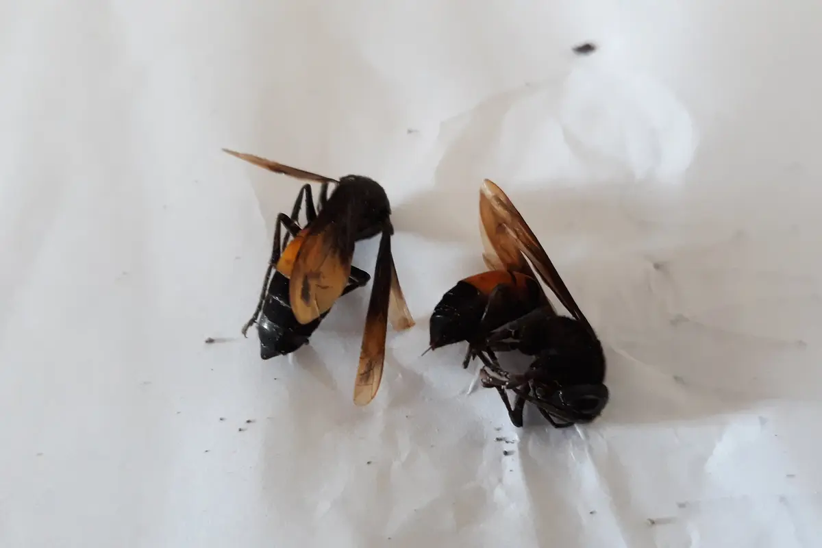 Serangan Tawon Vespa Affinis