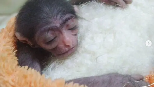 Bayi Owa Jawa