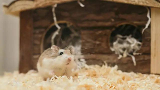 3 Inspirasi Hamster Room