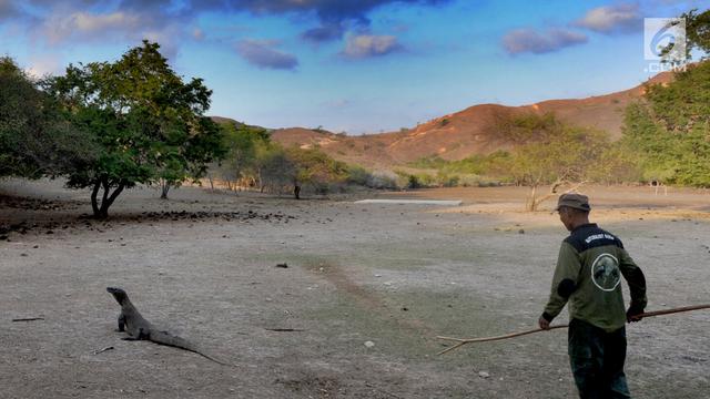Melihat Interaksi Komodo dengan Manusia di Pulau Rinca