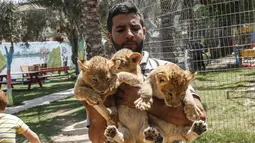 Petugas menunjukkan tiga bayi singa yang baru lahir di sebuah kebun binatang di Rafah, Jalur Gaza (8/9/2019). Kehadiran tiga bayi singa ini menambah koleksi satwa sebuah kebun binatang tersebut. (AFP Photo/Said Khatib)
