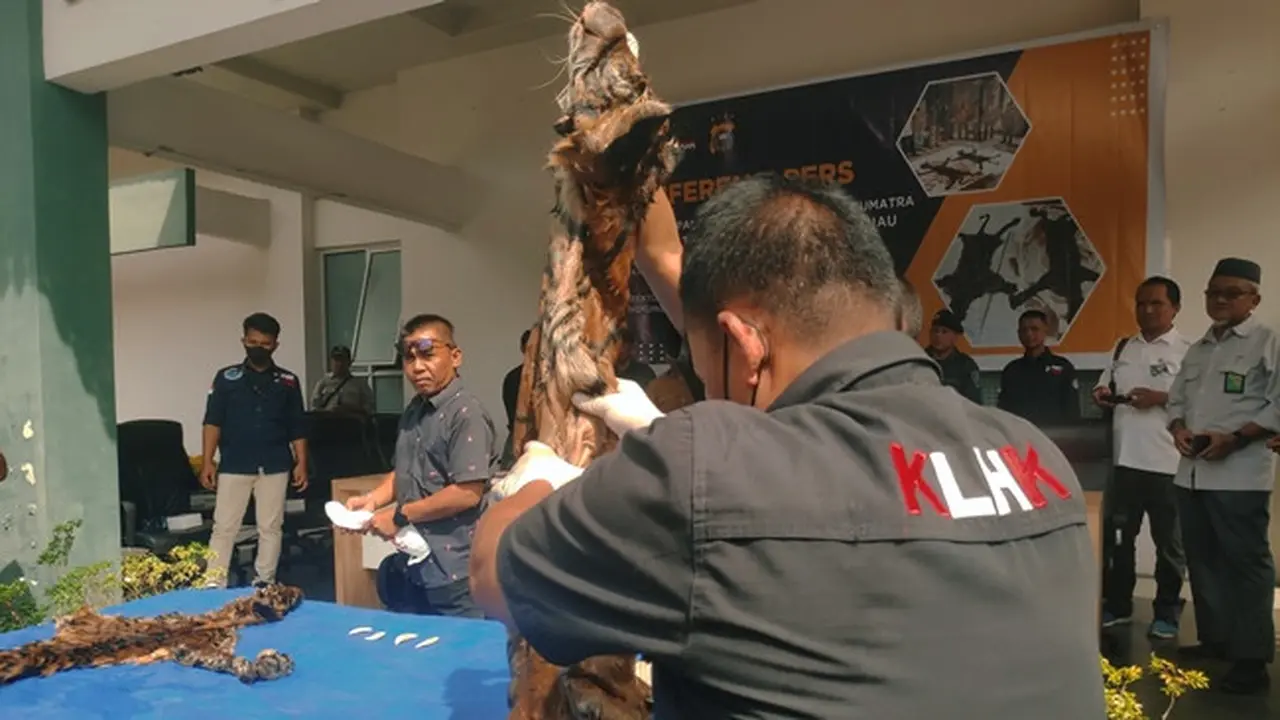 Harimau sumatra yang sudah menjadi kulit karena dibantai pemburu di Kabupaten Indragiri Hilir.