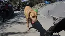 Anjing pelacak Unit K9 mencari korban usai gempa dan tsunami menerjang Palu, Sulawesi Tengah, Senin (1/10). Anjing K9 mencari tubuh korban dengan mengandalkan penciumannya yang tajam. (AP Photo/Chandra)