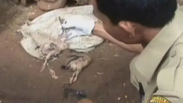 [VIDEO] Dalam Sepekan, Flu Burung Serang Ratusan Unggas di Garut