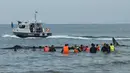 Petugas dari Badan Pelestarian Alam (BKSDA) dan aktivis lingkungan membantu mengevakuasi sembilan Paus Sperma yang terdampar di Pantai Ujung Kareng, Aceh Besar, Aceh, Senin (13/11). (AFP Photo/Chaideer Mahyuddin)