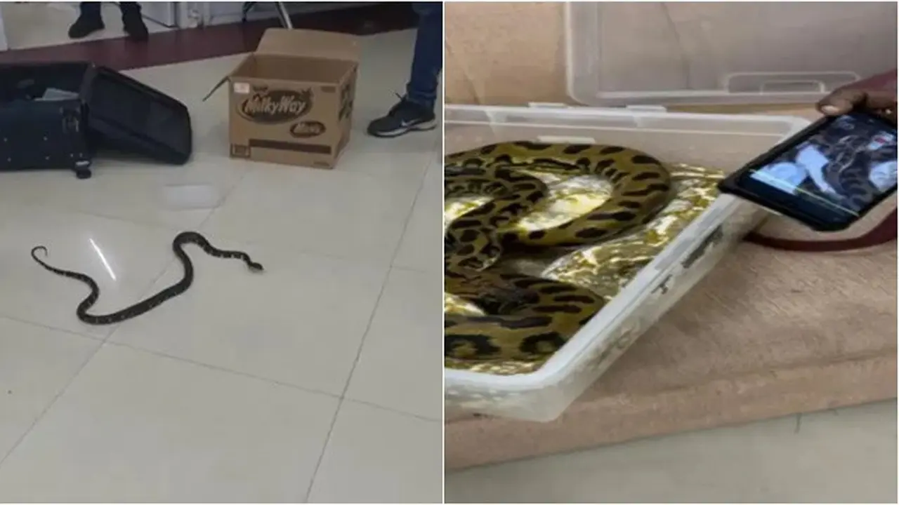 Wanita Ini Selundupkan 22 Ular di Bandara, Merayap Keluar saat Kotak Dibuka